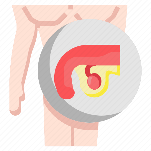 Healthcare, male, medical, physiology, reproductive, system, testicles icon - Download on Iconfinder