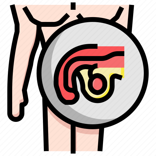 Healthcare, male, medical, physiology, reproductive, system, testicles icon - Download on Iconfinder