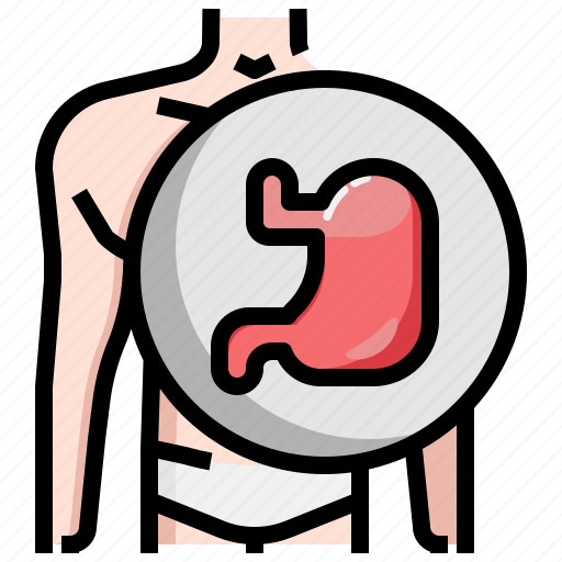 Anatomy, digestive, healthcare, medical, stomach icon - Download on Iconfinder