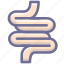 enteric, canal 