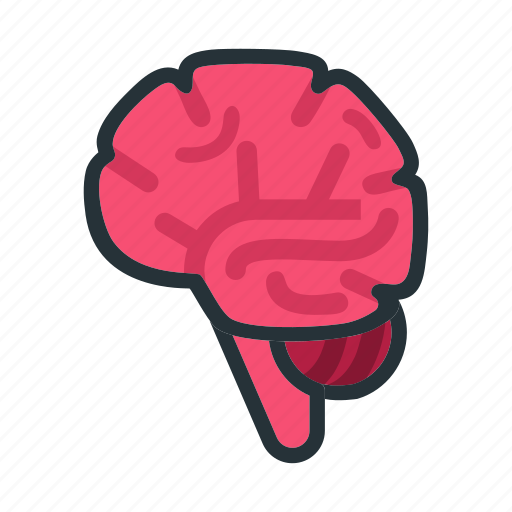 Brain, organ, medical, health, anatomy icon - Download on Iconfinder