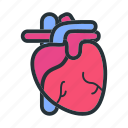heart, organ, medical, anatomy, healthcare