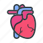 heart, organ, medical, anatomy, healthcare 