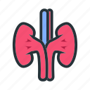kidney, organ, anatomy, healthcare, medical