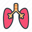 lungs, organ, medical, anatomy, healthcare