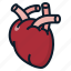 anatomy, heart, organ 