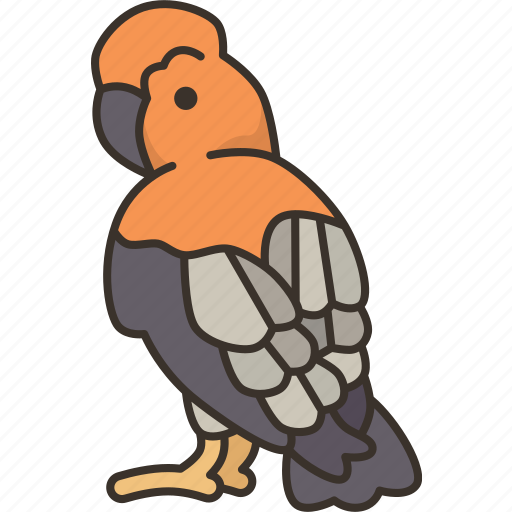 Bird, cock, rock, wildlife, peru icon - Download on Iconfinder