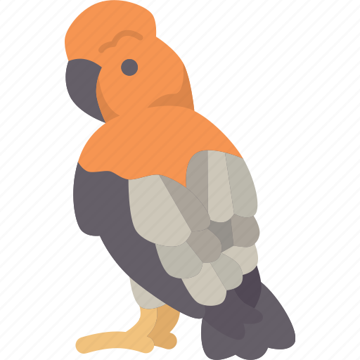 Bird, cock, rock, wildlife, peru icon - Download on Iconfinder