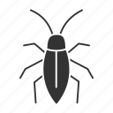 beetle, bug, cockroach, insect, parasite, pest, roach