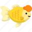 goldfish, golden fish, oranda, pet, aquarium 