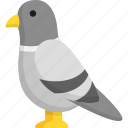 pigeon, bird, domestic animal, aves, ornithology