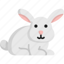 rabbit, hare, bunny, mammal, pet, domestic animal