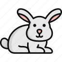 rabbit, hare, bunny, mammal, pet, domestic animal