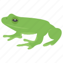 amphibian, croaker, frog, jumping animal, toad
