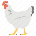 chicken, cock, domestic animal, hen, pet