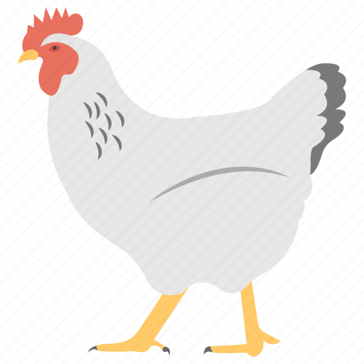 Chicken, cock, domestic animal, hen, pet icon - Download on Iconfinder