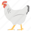 chicken, cock, domestic animal, hen, pet 