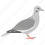 domestic animal, dove, flying bird, pet, pigeon 