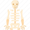 skeleton, anatomy, bone, body, human