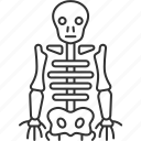skeleton, anatomy, bone, body, human