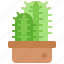 cactus, plant, pot, garden, desert, botanical, dry 