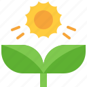 photosynthesis, sunshine, sun, plant, sapling, nature, growth