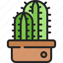 cactus, plant, pot, garden, desert, botanical, dry