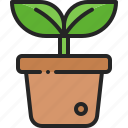 plant, pot, potted, houseplant, decoration, growth, nature