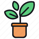 plant, pot, indoor, nature, agriculture, gardening, farming