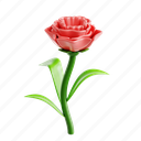 carnation, flower, petal, bloom, garden, florist, floral, plant, nature 