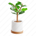 fiddle, leaf, fig, green, pot, indoor, botanical, plant, nature 