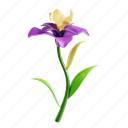 iris, flower, petal, bloom, garden, florist, floral, plant, nature 