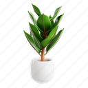 rubber, plant, green, leaf, pot, indoor, botanical, nature 