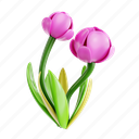 tulip, flower, petal, bloom, garden, florist, floral, plant, nature 