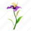 iris, flower, petal, bloom, garden, florist, floral, plant, nature 