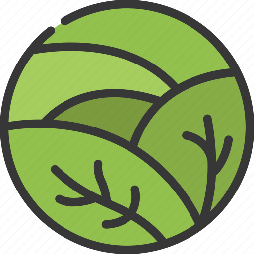 Cabbage, organic, vegetarian, vegetable icon - Download on Iconfinder