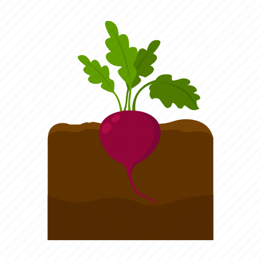Beet, farm, fruit, harvest, plant, vegetable, vegetable garden icon - Download on Iconfinder