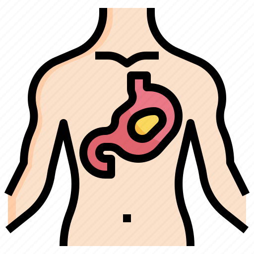 Acidity, stomach, gastroenterology, healthcare, anatomy icon - Download on Iconfinder
