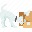 dog, sniff, detection, finding, package