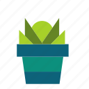 cactus, flower, leaf, plant, pot, trees