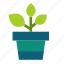 cactus, flower, leaf, plant, pot, trees 