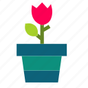 cactus, flower, leaf, plant, pot, rose, trees