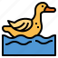 duck, animal, poutry, farm, water 