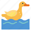 duck, water, poutry, farm, animal 