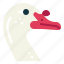 duck, muscovy, farm, animal, poultry 