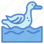 animal, duck, farm, poutry, water 