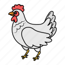 hen, chicken, chick, female, animal
