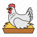 hen, chicken, laying, eggs, nest