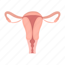 female, fertile, fertilization, internal, organ, uterus