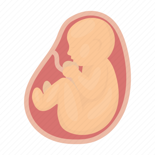 Baby, belly, fetus, placenta, pregnancy icon - Download on Iconfinder